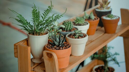 Troc'Plantes - Place St Julien